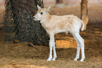 white antelope