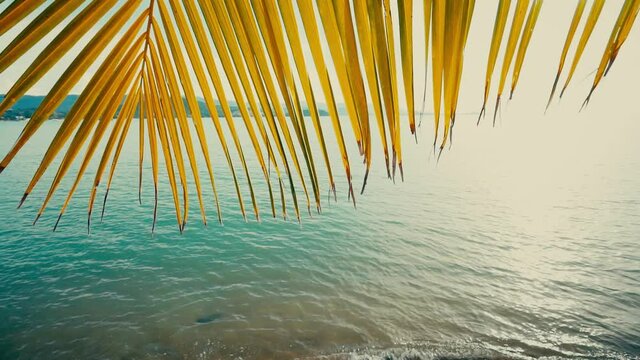 Close up palm leaves sway in the wind against the backdrop of a sea bay on a summer day
