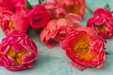 coral peonies on turquoise background