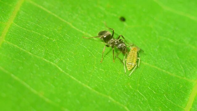 An ant and an aphid on a walnut leaf. An ant in symbiosis with aphids. symbiosis and parasitism