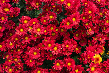 Red chrysanthemum flowers in the garden background. - obrazy, fototapety, plakaty