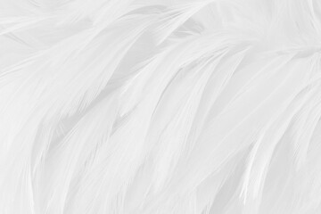 Obraz premium White grey color bird feather pattern texture for background and design.