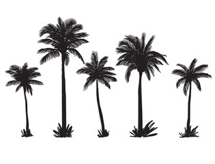 silhouettes of palm trees on a wild beach. vector sketch on white background - 440683325