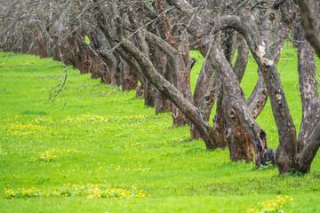 Obraz premium Early spring in a garden with rows of apple trees. Row of apple trees with green grass. Spring background