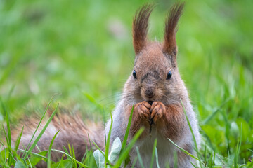 Close-up Portrait of Squirrel. Squirrel eats a nut while sitting in green grass.