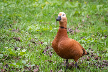 The ruddy shelduck walks across the green lawn.