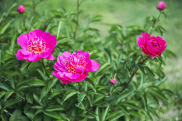 Peonies Mirage is a wonderful landscape variety with a Japanese flower shape. The color, depending on sunlight, changes during the day from light to dark crimson.