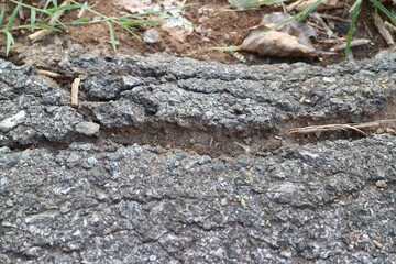 ants on the ground