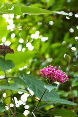 flowers in the garden