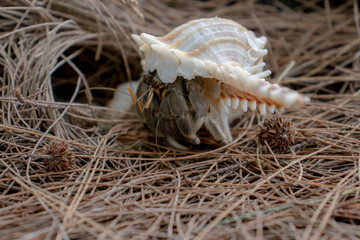Hermit crab walking on the beach in Krabi, Thailand