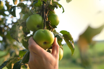 Picking apples. Apple harvest.Male hand picks an apple from a branch.Organic Fresh Farm Bio Fruits.Autumn apple abundance. Farmed organic apples