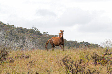 Wild horse brumby on a mountain hilltop