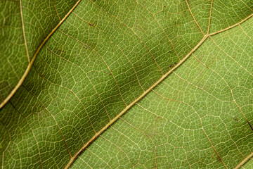 close up of green leaf texture