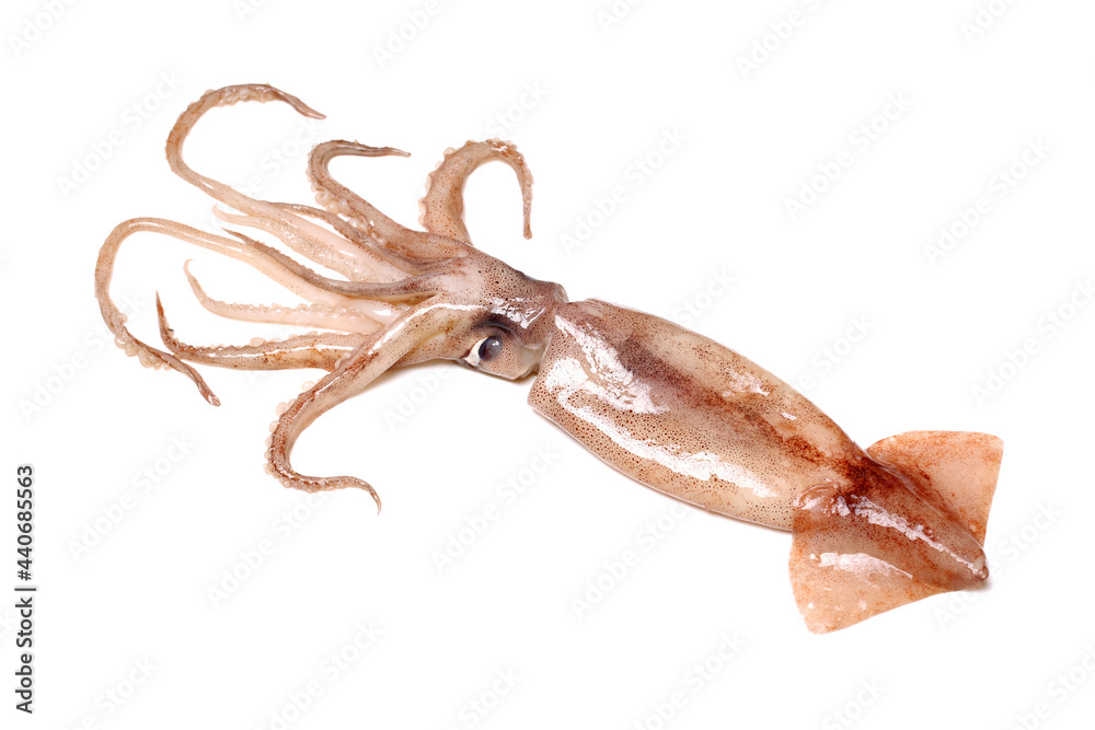 Poster Fresh squid isolated on white background 