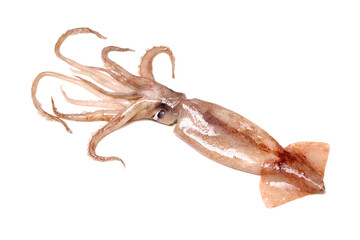 Fresh squid isolated on white background 