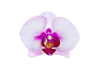 Naklejka na ściany i meble Phalaenopsis orchid on white background
