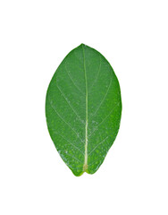 Calotropis  flower leaf on white background