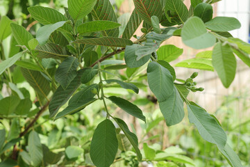 Obraz premium Asian white guava plant with early fruit on the branch in the windy day.