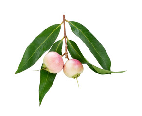 Syzygium jambos fruit on white background