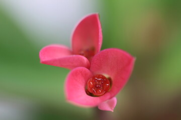 pink flower on a green background