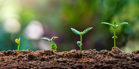 plant growth in farm with green leaf background. agriculture plant seeding growing step concept