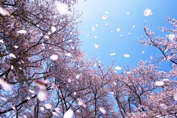 Fotobehang Magnificent  scene of cherry blossoms flower petals floating and blown in a spring breeze. Focus is the background trees. © killykoon