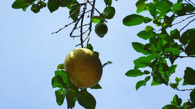 Close up static shot of pomelo hanging from tree on sunny day