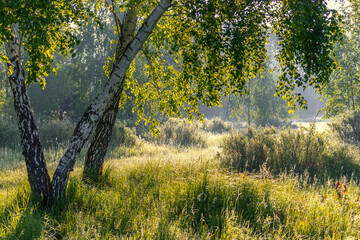 Sunny morning. A little fog. The sun's rays make their way through the branches.