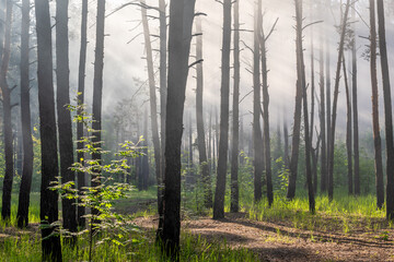 Sunny morning. A little fog. The sun's rays make their way through the branches.