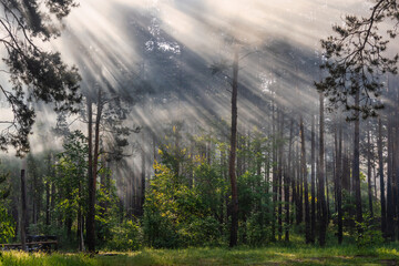Sunny morning. A little fog. The sun's rays make their way through the branches.