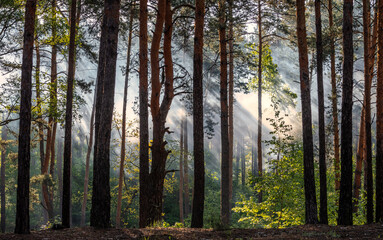 Sunny morning. A little fog. The sun's rays make their way through the branches.
