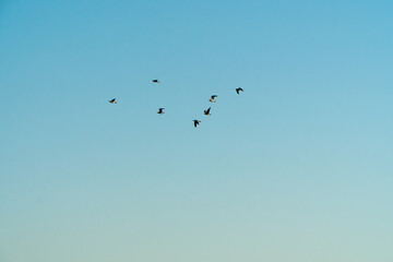 Flock of seagulls flying in the blue sky