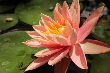 pink water lily