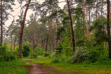 The road leads through meadows and woodlands. The nature is picturesque. Tourism.