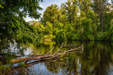The lake is bordered by forest. A large tree fell into the water.