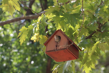 birdhouse on tree