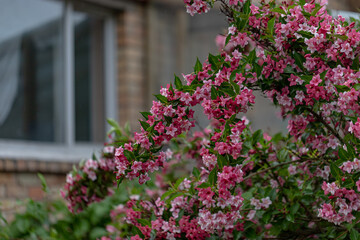 Fototapeta na wymiar Beautiful pink flowers Weigela florida. Flowers of weigela florida. Blooming garden in spring garden in sunny day