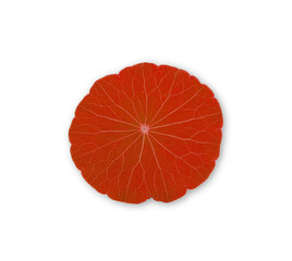 Red Centella Asiatica on white background