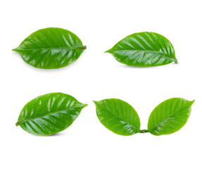 leaves of arabica coffee on white background.