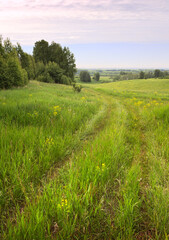 Field road in summer. Wheel tracks in a meadow with green grass and yellow wildflowers under a blue sky. Nature of the Novosibirsk region, Siberia, Russia