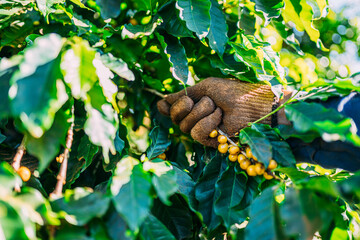 Arabica coffee being picked manually by man agriculturist hands. Brazilian special coffee.