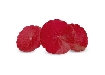 Centella asiatica leaf on white background