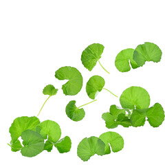 Centella asiatica leaf on white background