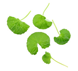 Centella asiatica leaf on white background