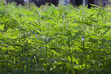 Young cannabis hemp plant growing in sunshine
