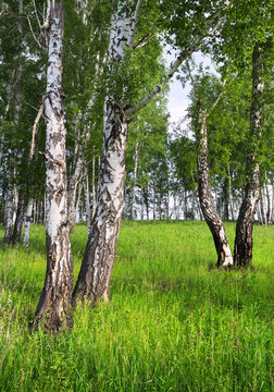 Birch grove in summer. A pair of white tree trunks on a green meadow overgrown with grass. Nature of the Novosibirsk region, Siberia, Russia