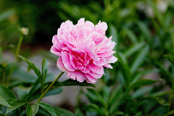 Beautiful blossoming peony flowers in garden. Close-up of blooming pink peonies.