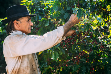 Arabica coffee being picked manually by man agriculturist hands. Brazilian special coffee.