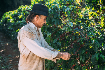 Obraz premium Latin man picking coffee beans on a sunny day. Coffee farmer is harvesting coffee berries. Brazil