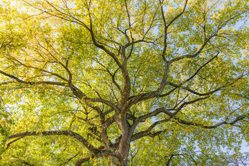 Tree in the autumn with yellow leaves on a sunny day